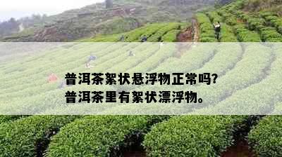 普洱茶絮状悬浮物正常吗？普洱茶里有絮状漂浮物。