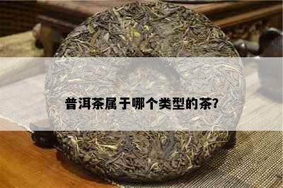 普洱茶属于哪个类型的茶？