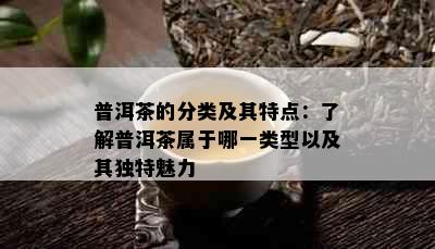 普洱茶的分类及其特点：了解普洱茶属于哪一类型以及其独特魅力