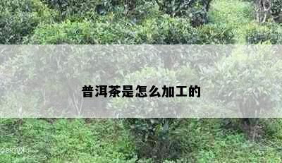 普洱茶是怎么加工的