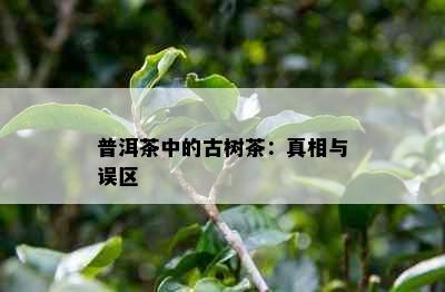 普洱茶中的古树茶：真相与误区