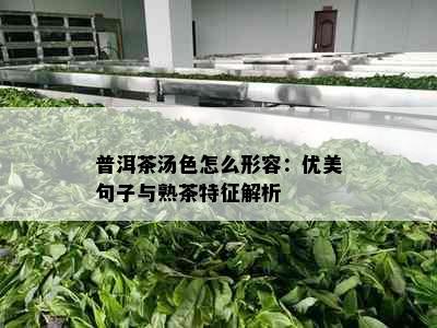 普洱茶汤色怎么形容：优美句子与熟茶特征解析