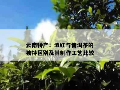 云南特产：滇红与普洱茶的独特区别及其制作工艺比较