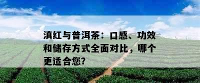 滇红与普洱茶：口感、功效和储存方式全面对比，哪个更适合您？