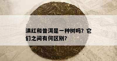 滇红和普洱是一种树吗？它们之间有何区别？