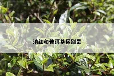 滇红和普洱茶区别是