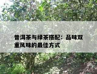 普洱茶与绿茶搭配：品味双重风味的更佳方式