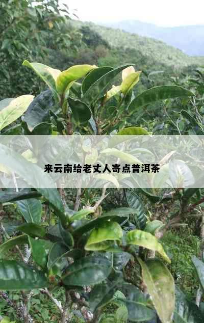 来云南给老丈人寄点普洱茶