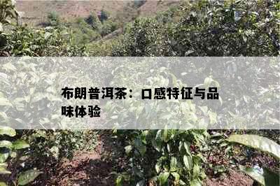 布朗普洱茶：口感特征与品味体验