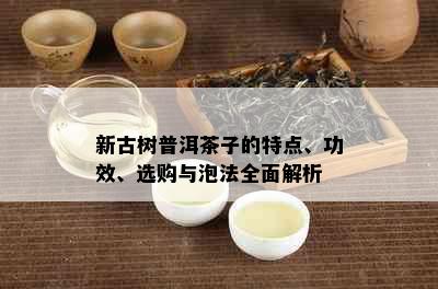 新古树普洱茶子的特点、功效、选购与泡法全面解析