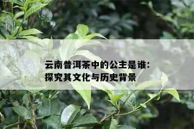 云南普洱茶中的公主是谁：探究其文化与历史背景