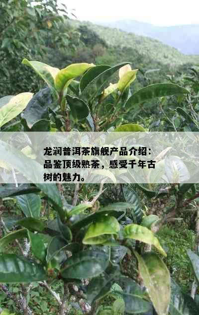 龙润普洱茶旗舰产品介绍：品鉴顶级熟茶，感受千年古树的魅力。