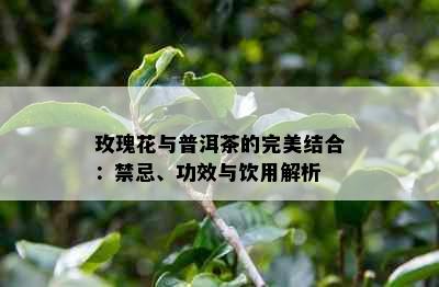 玫瑰花与普洱茶的完美结合：禁忌、功效与饮用解析