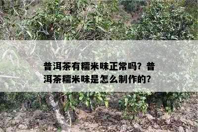 普洱茶有糯米味正常吗？普洱茶糯米味是怎么制作的？