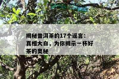 揭秘普洱茶的17个谣言：真相大白，为你揭示一杯好茶的奥秘