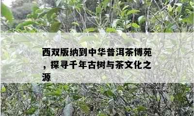 西双版纳到中华普洱茶博苑，探寻千年古树与茶文化之源