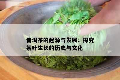 普洱茶的起源与发展：探究茶叶生长的历史与文化