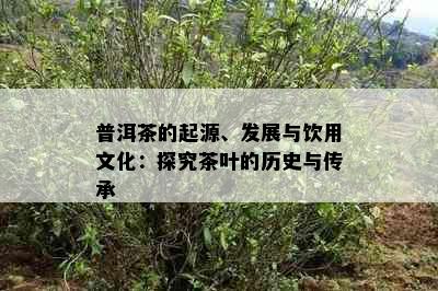 普洱茶的起源、发展与饮用文化：探究茶叶的历史与传承