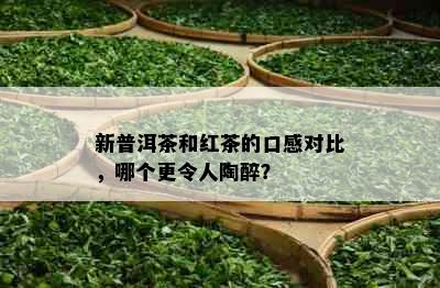 新普洱茶和红茶的口感对比，哪个更令人陶醉？