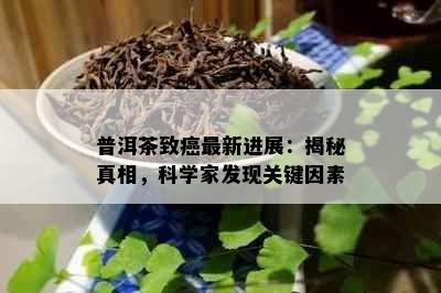 普洱茶致癌最新进展：揭秘真相，科学家发现关键因素