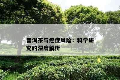 普洱茶与癌症风险：科学研究的深度解析