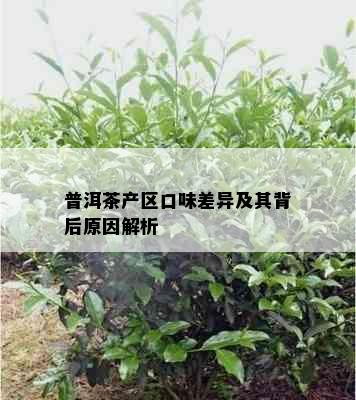 普洱茶产区口味差异及其背后原因解析