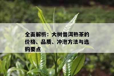 全面解析：大树普洱熟茶的价格、品质、冲泡方法与选购要点