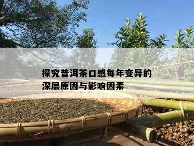 探究普洱茶口感每年变异的深层原因与影响因素