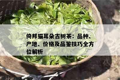 倚邦猫耳朵古树茶：品种、产地、价格及品鉴技巧全方位解析