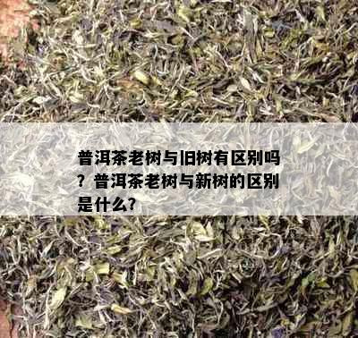 普洱茶老树与旧树有区别吗？普洱茶老树与新树的区别是什么？