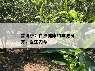 普洱茶：自然健康的减肥良方，医生力荐