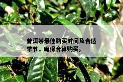 普洱茶更佳购买时间及合适季节，确保合算购买。