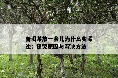 普洱茶放一会儿为什么变浑浊：探究原因与解决方法