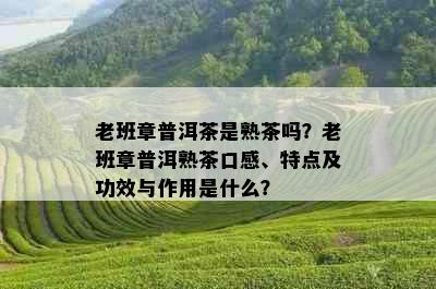 老班章普洱茶是熟茶吗？老班章普洱熟茶口感、特点及功效与作用是什么？