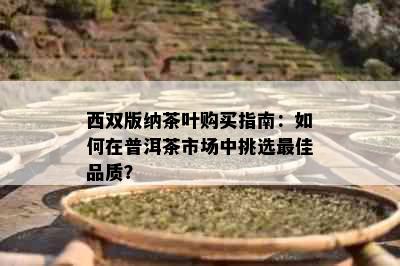 西双版纳茶叶购买指南：如何在普洱茶市场中挑选更佳品质？