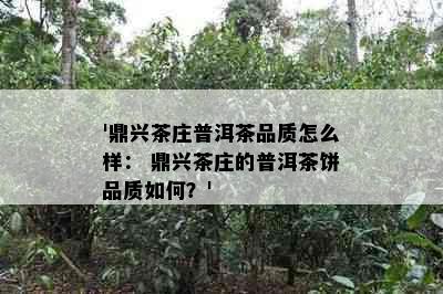 '鼎兴茶庄普洱茶品质怎么样： 鼎兴茶庄的普洱茶饼品质如何？'