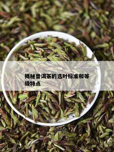 揭秘普洱茶的选叶标准和等级特点