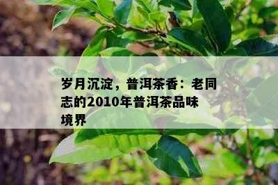 岁月沉淀，普洱茶香：老同志的2010年普洱茶品味境界