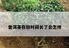 普洱茶存放时间长了会怎样