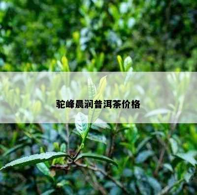 驼峰晨润普洱茶价格