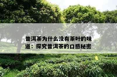 普洱茶为什么没有茶叶的味道：探究普洱茶的口感秘密