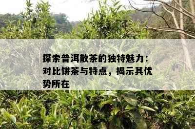 探索普洱散茶的独特魅力：对比饼茶与特点，揭示其优势所在