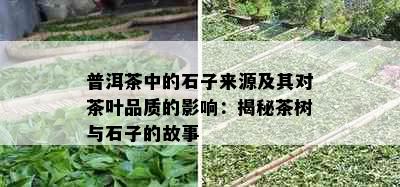 普洱茶中的石子来源及其对茶叶品质的影响：揭秘茶树与石子的故事