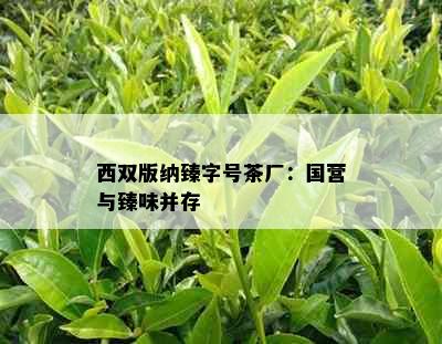 西双版纳臻字号茶厂：国营与臻味并存