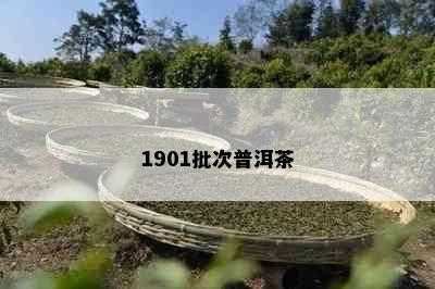 1901批次普洱茶