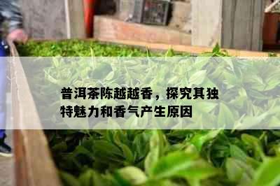 普洱茶陈越越香，探究其独特魅力和香气产生原因