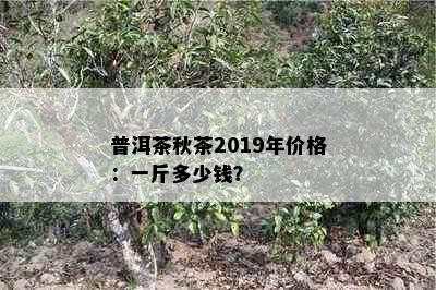 普洱茶秋茶2019年价格：一斤多少钱？