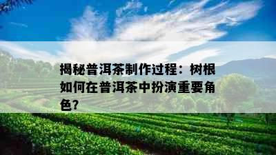 揭秘普洱茶制作过程：树根如何在普洱茶中扮演重要角色？