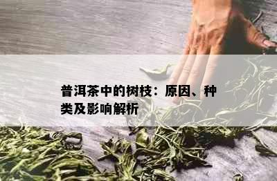 普洱茶中的树枝：原因、种类及影响解析