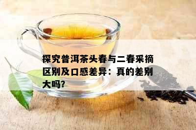 探究普洱茶头春与二春采摘区别及口感差异：真的差别大吗？